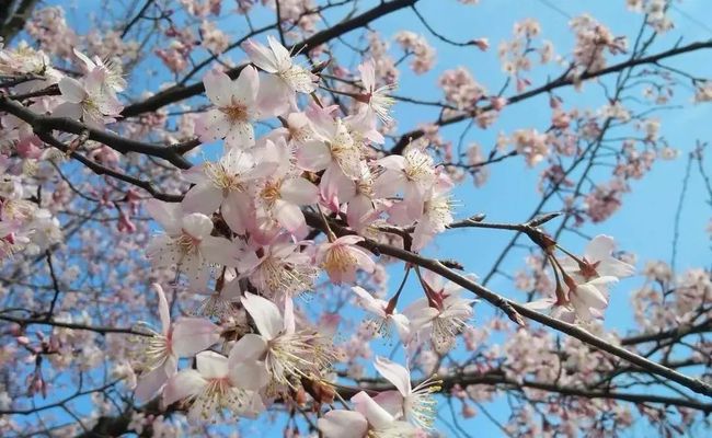 【开园公告】三峡富裕山景区明日开园!